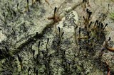 Pilophorus clavatus image