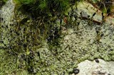 Pilophorus clavatus image