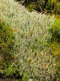 Cladonia ecmocyna subsp. intermedia image