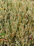 Cladonia ecmocyna subsp. intermedia image