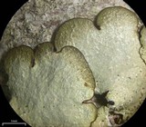Canoparmelia caroliniana image