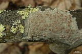 Lecanora caesiorubella image
