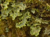 Pseudocyphellaria aurata image