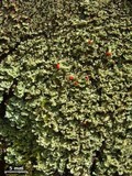 Cladonia incrassata image