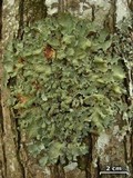 Canomaculina subtinctoria image