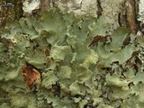 Canomaculina subtinctoria image