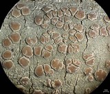 Lecanora caesiorubella image
