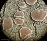 Lecanora caesiorubella image