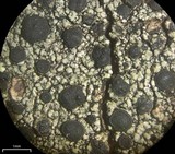 Phaeocalicium curtisii image