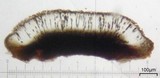 Phaeocalicium curtisii image