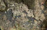 Parmeliella triptophylla image