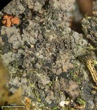Parmeliella triptophylla image