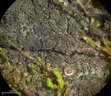 Parmeliella triptophylla image