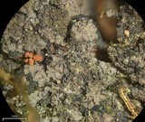 Parmeliella triptophylla image