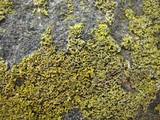 Oxneria fallax image