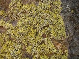 Oxneria fallax image