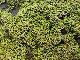 Oxneria fallax image
