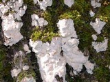 Dendrothele candida image