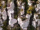 Dendrothele candida image