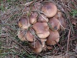 Pholiota terrestris image