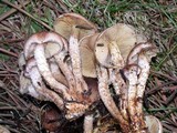Pholiota terrestris image