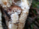 Pholiota terrestris image