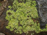 Oxneria fallax image