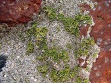 Oxneria fallax image