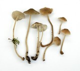 Mycena galericulata image