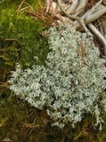 Flavoparmelia baltimorensis image