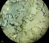Flavoparmelia baltimorensis image