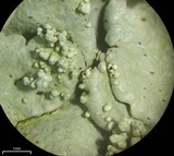 Flavoparmelia baltimorensis image