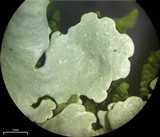 Flavoparmelia baltimorensis image