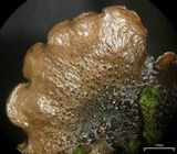 Flavoparmelia baltimorensis image