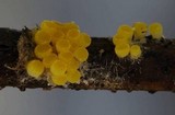 Byssonectria fusispora image
