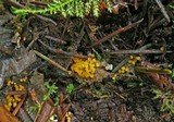 Byssonectria fusispora image