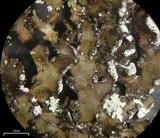 Lasallia papulosa image