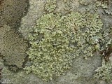 Menegazzia subsimilis image