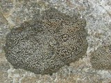 Rhizocarpon grande image