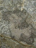 Rhizocarpon grande image