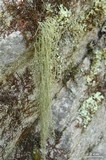 Usnea subscabrosa image