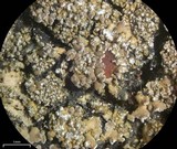 Fuscopannaria sorediata image