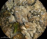 Fuscopannaria sorediata image