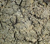 Fuscopannaria sorediata image