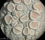 Lecanora caesiorubella image