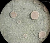 Lecanora caesiorubella image