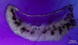 Lecanora caesiorubella image