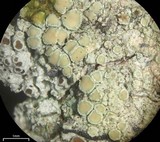 Lecanora strobilina image
