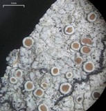 Lecanora hybocarpa image