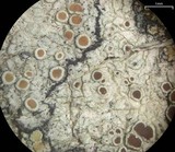 Lecanora hybocarpa image